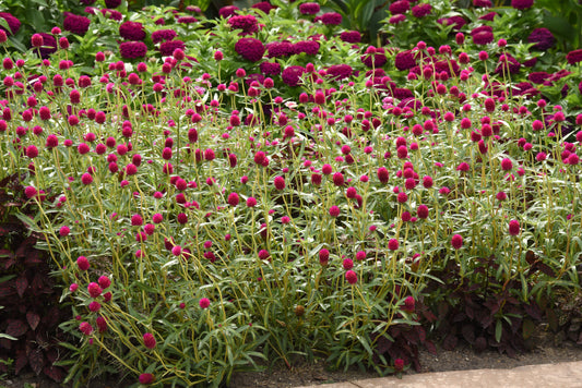 Gomphrena haageana 'Pinata' -- Gomphrena 'Pinata'