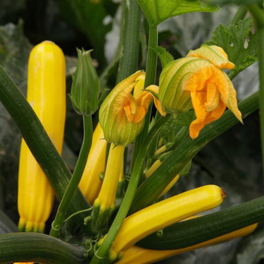 Cucurbita pepo 'Golden Glory' -- Summer Squash 'Golden Glory'
