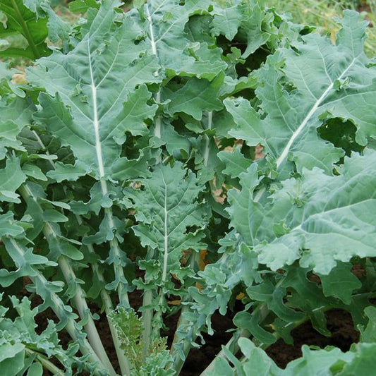 Brassica oleracea var. acephala 'White Russian' -- Kale 'White Russian'