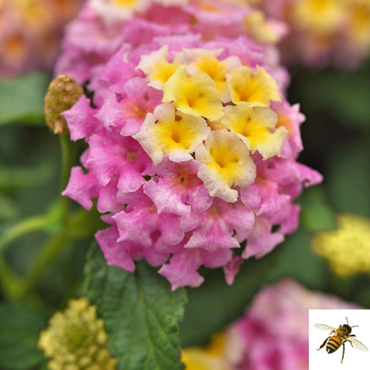 Lantana camara 'Shamrock Lavender' -- Lantana 'Shamrock Lavender'