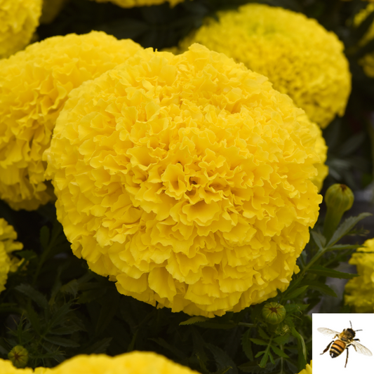Tagetes erecta Marigold  'Marvel II' -- Marigold 'Marvel II'