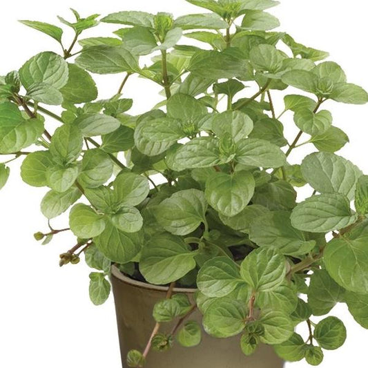 Mentha x piperita f. citrata 'Orange' -- Orange Mint