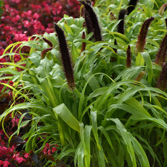 Pennisetum glaucum 'Jade Princess' -- Ornamental Millet 'Jade Princess'