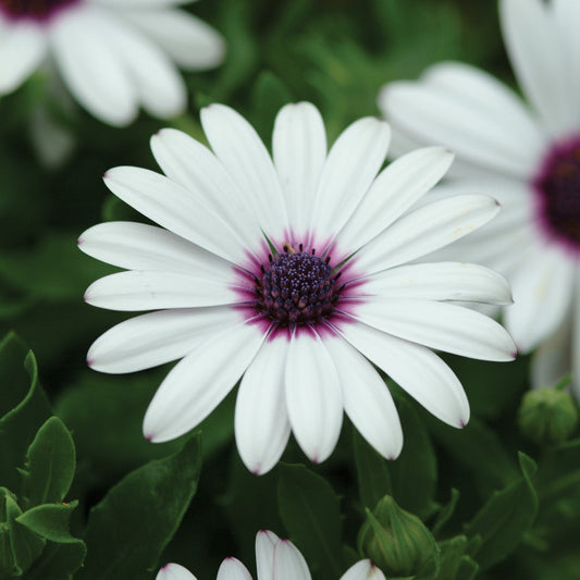 Osteospermum ecklonis 'Serenity Lavender Frost' -- African Daisy 'Serenity Lavender Frost'