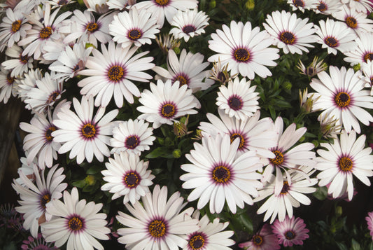 Osteospermum ecklonis 'Serenity Lavender Frost' -- African Daisy 'Serenity Lavender Frost'