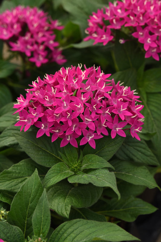 Pentas lanceolata 'Lucky Star Violet Improved' -- Pentas 'Lucky Star Violet Improved'