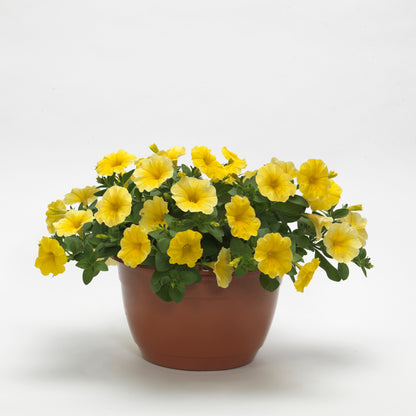 Calibrachoa x Petunia 'Caliburst™ Yellow' -- Petchoa 'Caliburst™ Yellow'
