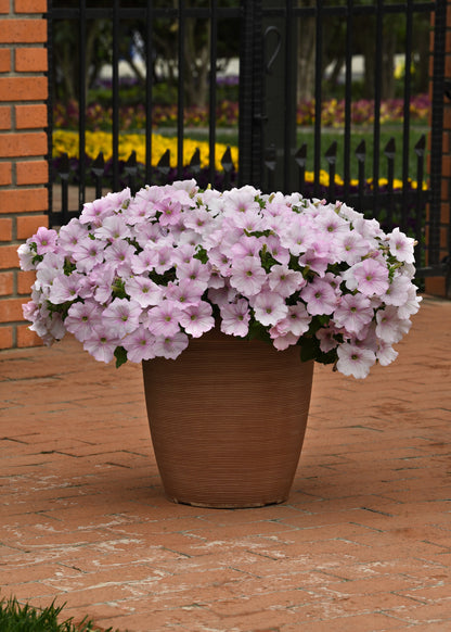 Petunia x hybrida 'Easy Wave Pink Pearl' -- Spreading Petunia 'Easy Wave Pink Pearl'