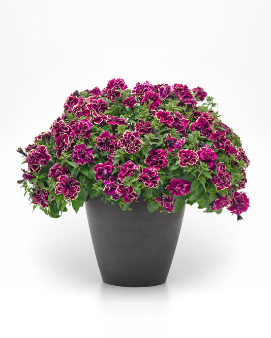 Petunia x hybrida 'Jewel Radiant Ruby' -- Petunia 'Jewel Radiant Ruby'
