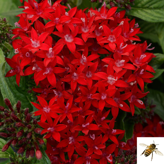 Pentas lanceolata 'Lucky Star Dark Red' -- Pentas 'Lucky Star Dark Red'