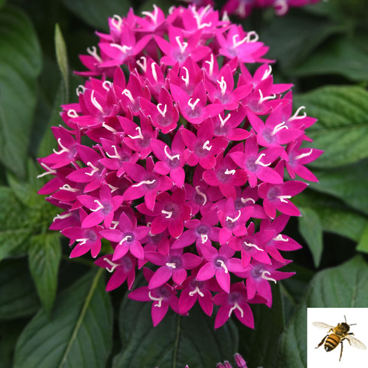 Pentas lanceolata 'Lucky Star Violet Improved' -- Pentas 'Lucky Star Violet Improved'