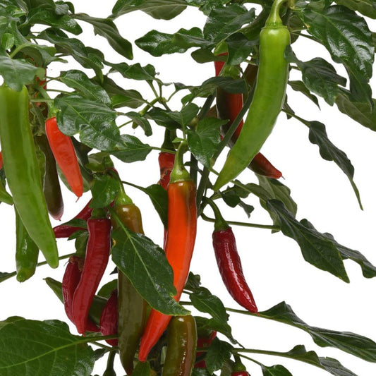 Capsicum annuum 'Kitchen Minis Hot Fajita' -- Pepper 'Kitchen Mini Hot Fajita'