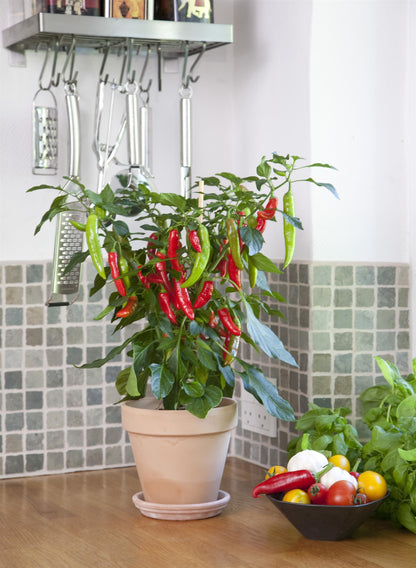 Capsicum annuum 'Kitchen Minis Hot Fajita' -- Pepper 'Kitchen Mini Hot Fajita'