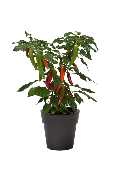 Capsicum annuum 'Kitchen Minis Hot Fajita' -- Pepper 'Kitchen Mini Hot Fajita'