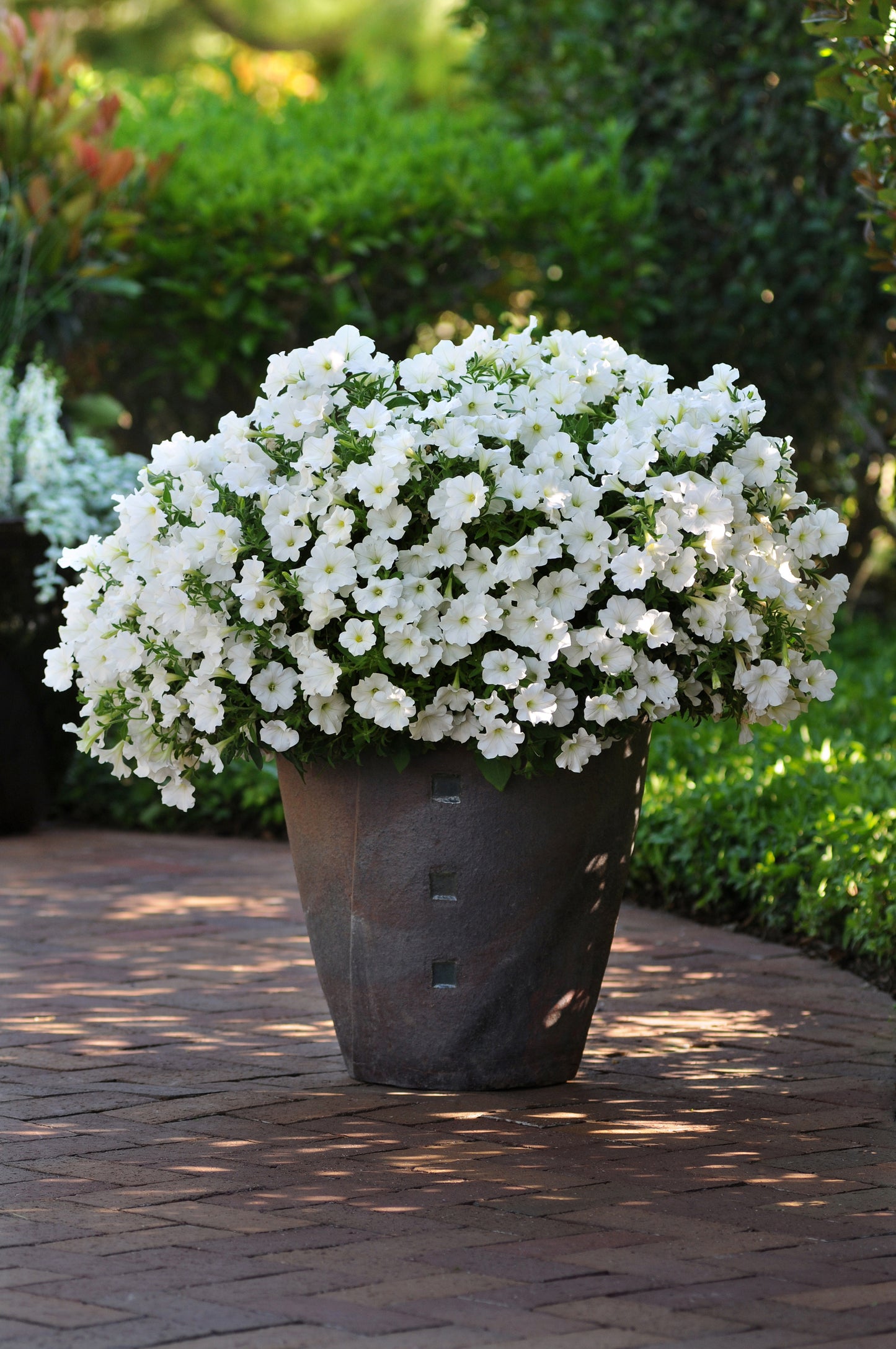 Petunia x hybrida 'Starlet White' -- Petunia 'Starlet White'