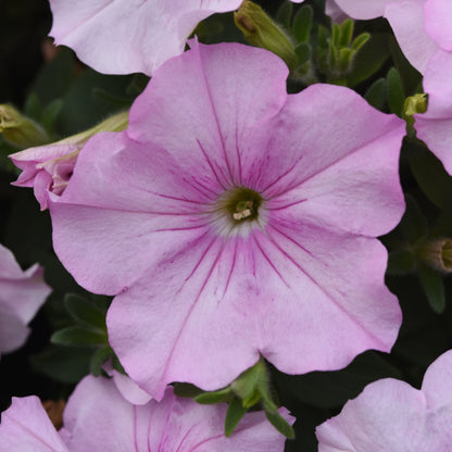 Petunia x hybrida 'Easy Wave Pink Pearl' -- Spreading Petunia 'Easy Wave Pink Pearl'