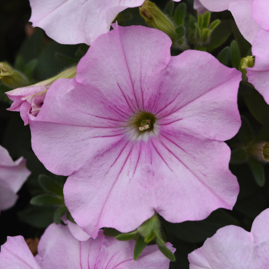 Petunia x hybrida 'Easy Wave Pink Pearl' -- Spreading Petunia 'Easy Wave Pink Pearl'