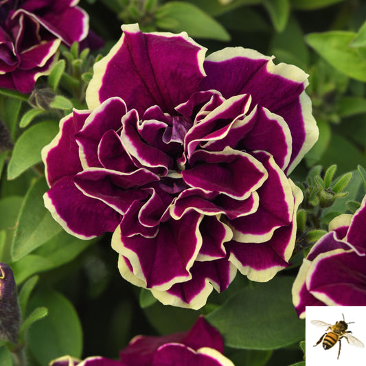 Petunia x hybrida 'Jewel Radiant Ruby' -- Petunia 'Jewel Radiant Ruby'
