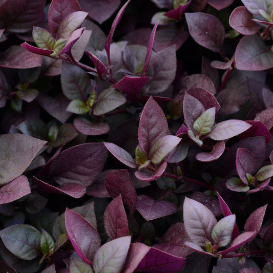 Alternanthera brasiliana 'Purple Prince' -- Alternanthera 'Purple Prince'