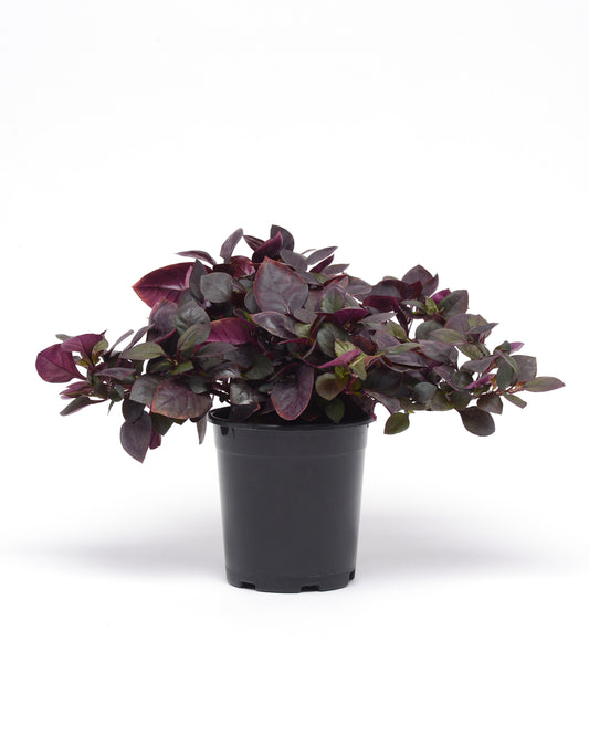 Alternanthera brasiliana 'Purple Prince' -- Alternanthera 'Purple Prince'