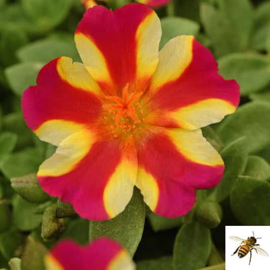 Portulaca grandiflora 'PortoGrande Raspberry Lemonade Improved' -- Purslane 'PortoGrande Raspberry Lemonade Improved'