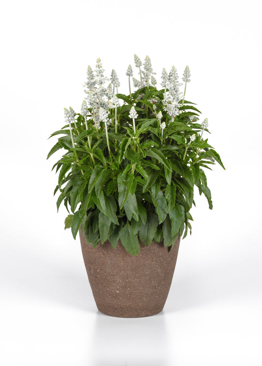Salvia farinacea 'Mystical White' -- Salvia 'Mystical White'