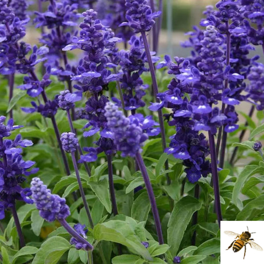 Salvia farinacea 'Midnight Candle' -- Salvia 'Midnight Candle'