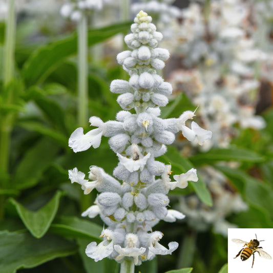 Salvia farinacea 'Mystical White' -- Salvia 'Mystical White'