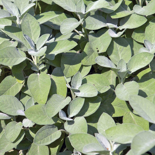 Salvia officinalis 'Berggarten' -- Sage 'Berggarten'