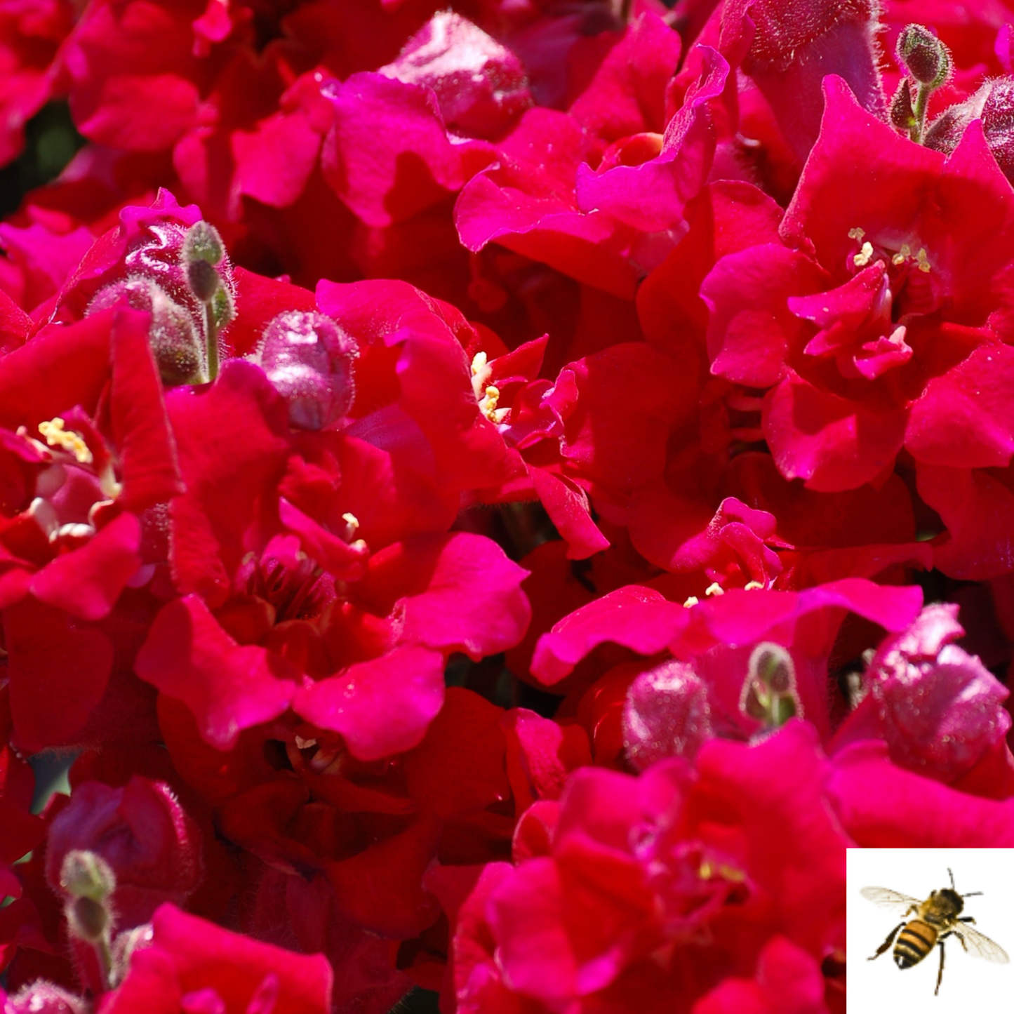 Antirrhinum majus 'Twinny Violet' -- Snapdragon 'Twinny Violet'