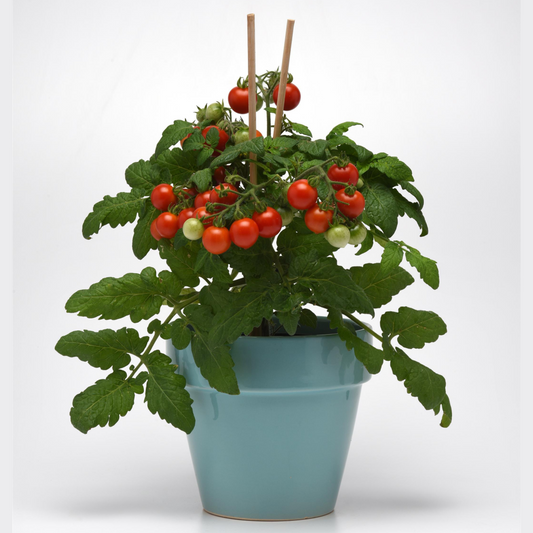 Solanum lycopersicum Kitchen Mini 'Siam' -- Kitchen Mini Tomato 'Siam'