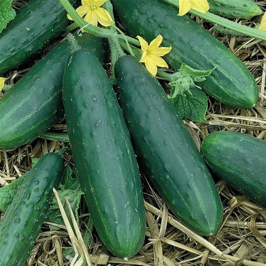 Cucumis sativus 'Spacemaster Bush' -- Cucumber 'Spacemaster Bush'