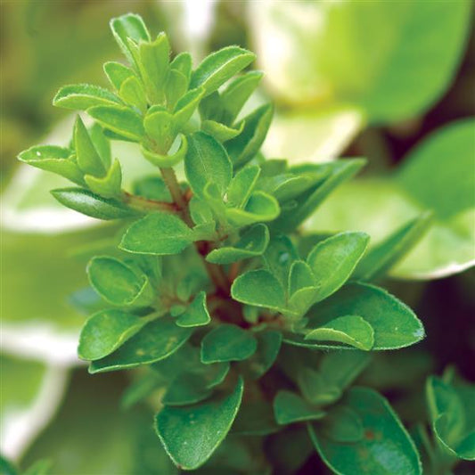 Origanum majorana -- Sweet Marjoram
