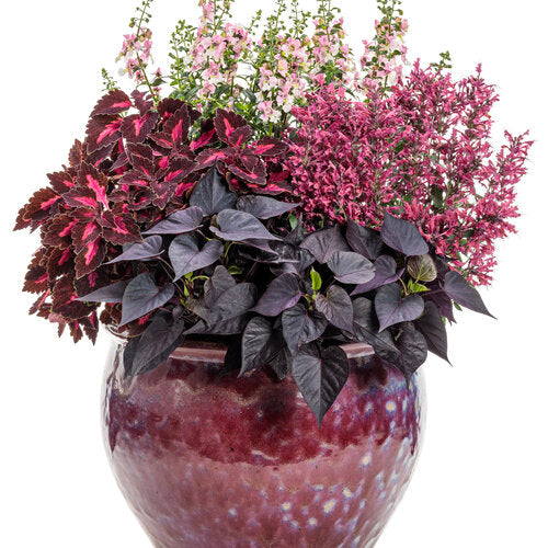 Ipomoea batatas 'Sweet Caroline Sweetheart Jet Black' -- Sweet Potato Vine 'Sweet Caroline Sweetheart Jet Black'