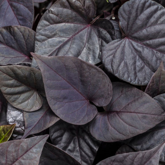 Ipomoea batatas 'Sweet Caroline Sweetheart Jet Black' -- Sweet Potato Vine 'Sweet Caroline Sweetheart Jet Black'