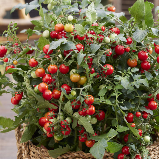Solanum lycopersicum 'Sugar Basket Red' -- Tomato 'Sugar Basket Red'