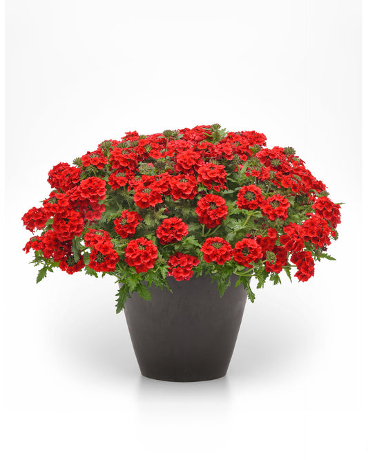 Verbena peruviana 'Firehouse Red Improved' -- Verbena 'Firehouse Red Improved'