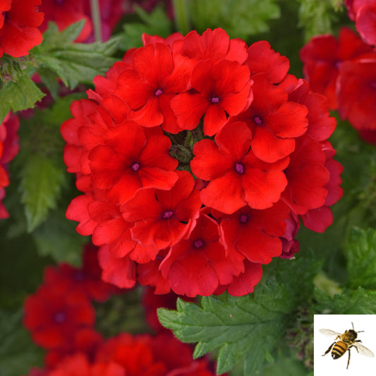 Verbena peruviana 'Firehouse Red Improved' -- Verbena 'Firehouse Red Improved'