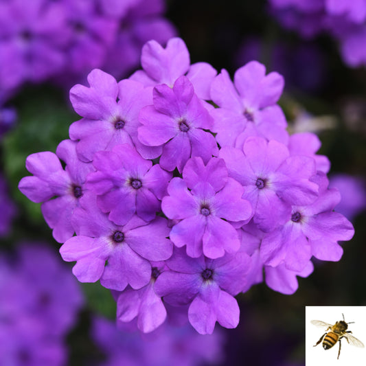 Verbena peruviana 'Firehouse Grape' -- Verbena 'Firehouse Grape'