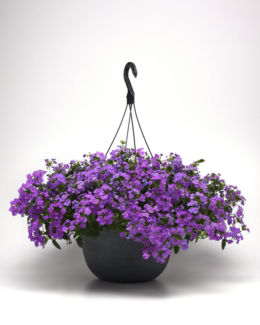 Verbena peruviana 'Firehouse Grape' -- Verbena 'Firehouse Grape'