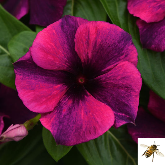 Catharanthus roseus 'Tattoo Black Cherry' -- Vinca 'Tattoo Black Cherry'