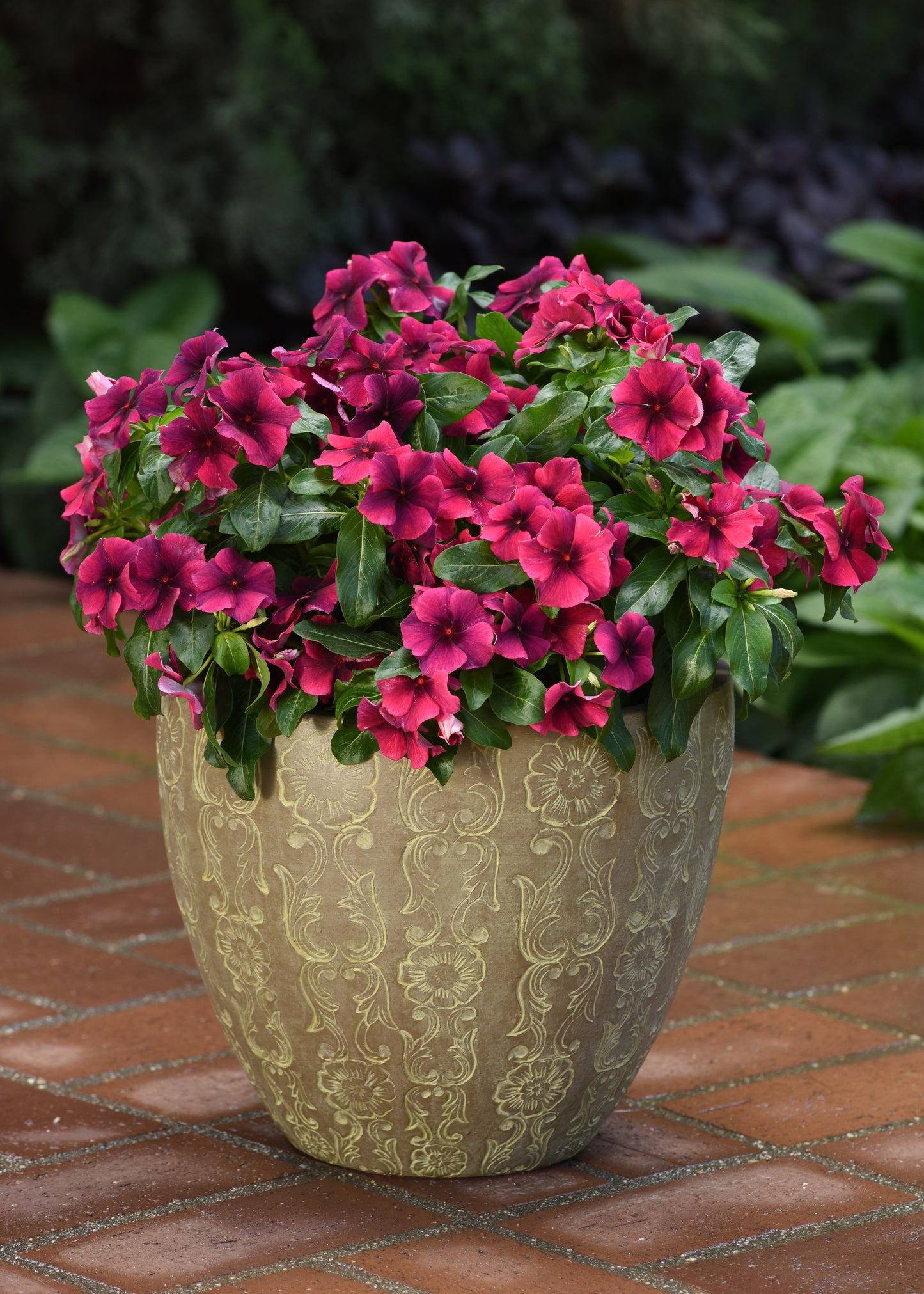 Catharanthus roseus 'Tattoo Black Cherry' -- Vinca 'Tattoo Black Cherry'