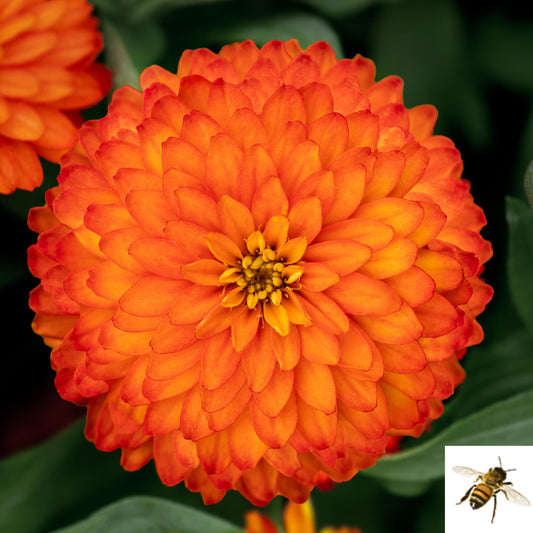 Zinnia marylandica 'Zydeco Fire' -- Zinnia 'Zydeco Fire'