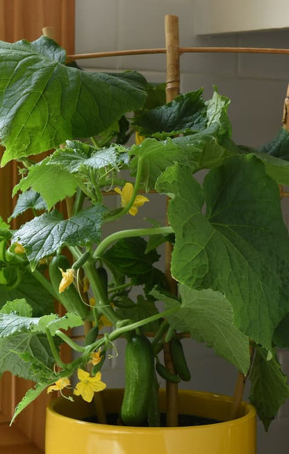 Cucumis sativus Kitchen Minis 'Quick Snack'  -- Cucumber Kitchen Minis 'Quick Snack'