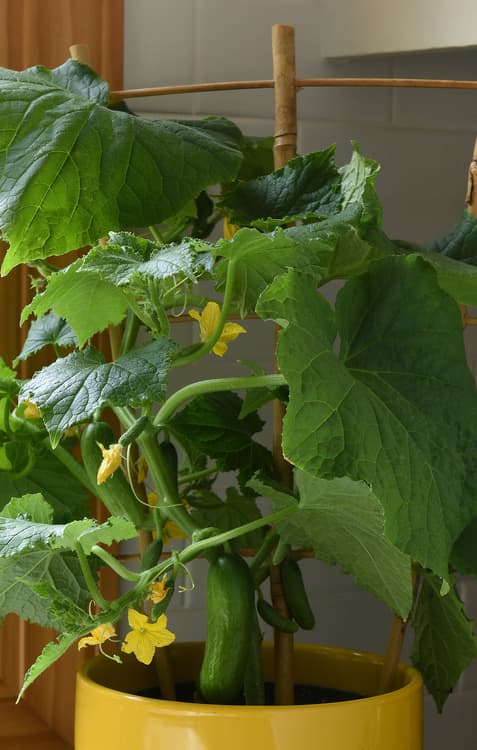 Cucumis sativus Kitchen Minis 'Quick Snack'  -- Cucumber Kitchen Minis 'Quick Snack'