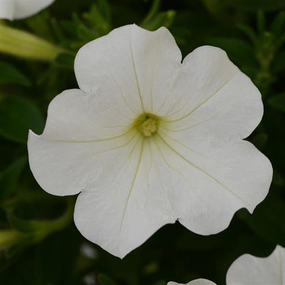 Petunia x hybrida 'Starlet White' -- Petunia 'Starlet White'
