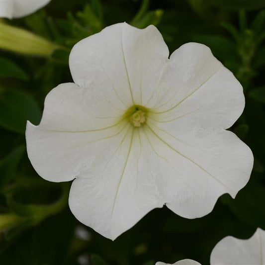 Petunia x hybrida 'Starlet White' -- Petunia 'Starlet White'