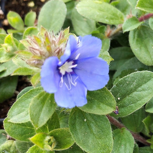 Evolvulus hybrid 'Blue My Mind' -- Evolvulus 'Blue My Mind'