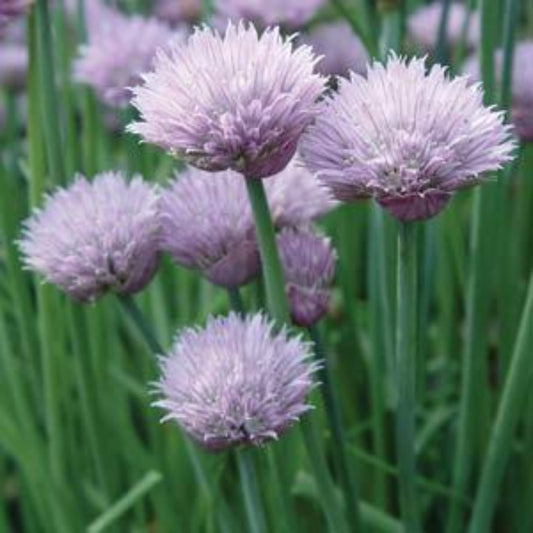 Allium schoenoprasum -- Chives 'Jordy'