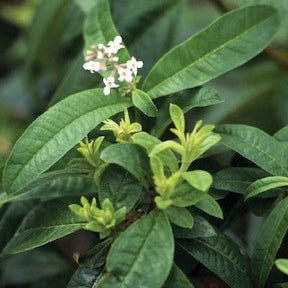Aloysia triphylla -- Lemon Verbena
